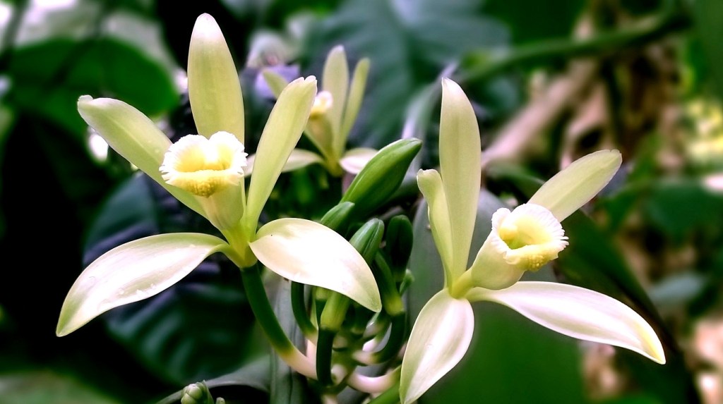 la vainilla vs la evolucion